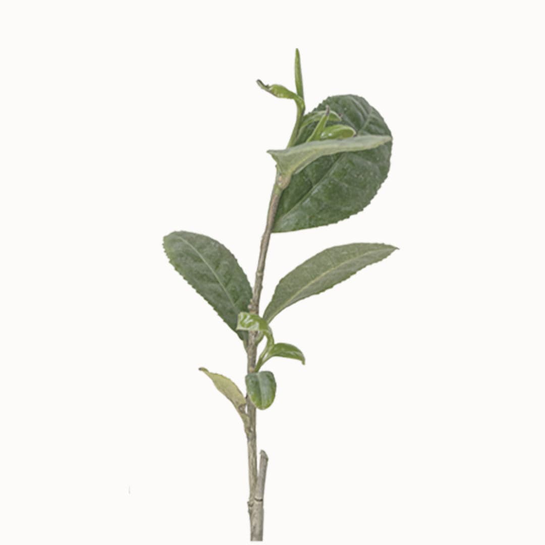 GREEN TEA