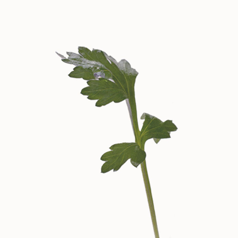 MUGWORT
